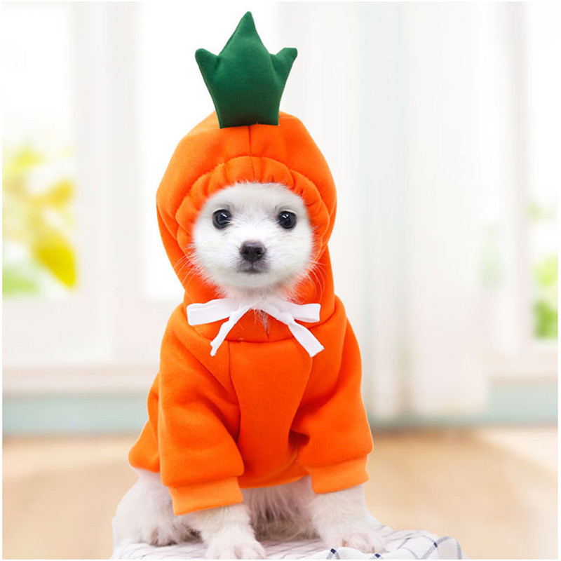 Winter Clothing Pictures - Śliczne owocowe ubrania dla małych psów